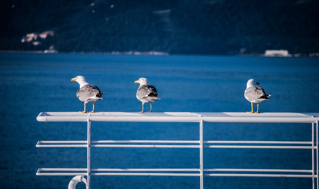 Photoétudes gulls 05