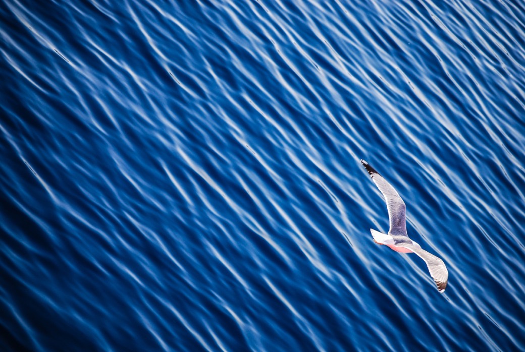 Photoetudes gulls 06